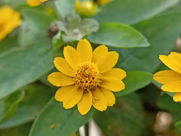 stock image Yellow flowers bloom with the name Melampodium divaricatum. Melampodium divaricatum flower background