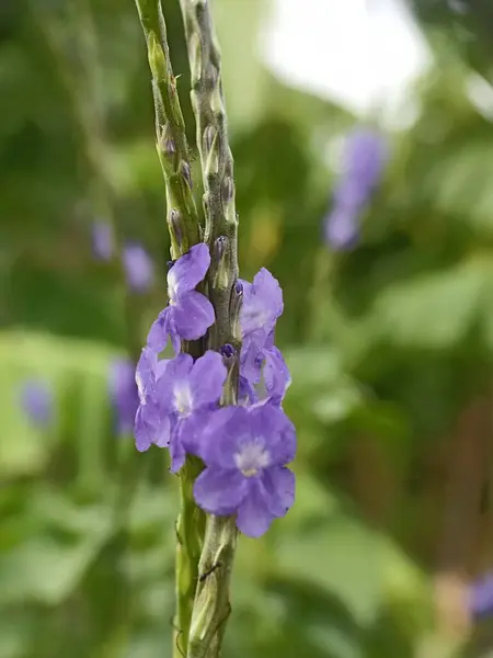 Stachytarpheta cayennensis veya mavi fare kuyruğu, mavi yılan otu bir çalıdır ve Verbenaceae ailesine aittir. Bu bitkinin soluk merkezli koyu mor lavanta çiçekleri var ve sadece 1 günde çiçek açıyor.
