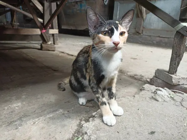 Küçük, sıska, vahşi bir kedi Siyah, beyaz ve sarı