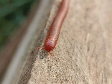 Julida bir kırkayak türüdür. Tehlikeli bir böcek. Beton zeminde kırmızı kırkayak emeklemesi.
