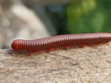 Julida bir kırkayak türüdür. Tehlikeli bir böcek. Beton zeminde kırmızı kırkayak emeklemesi.
