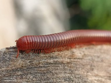 Julida is an order of millipedes.  Dangerous insect. Red millipede crawl on concrete background. clipart