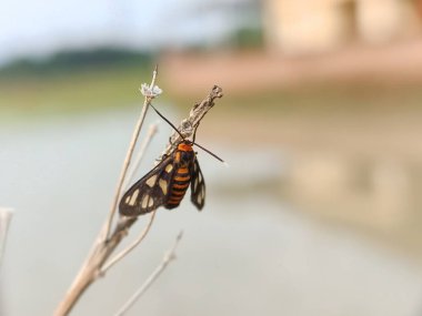 Amata huebneri objesi makro fotoğraf. Eressa confinis, Erebida ailesinin bir güvesi.