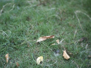 Çimlere saçılmış küçük yapraklar