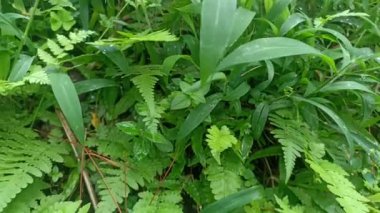 Hidrokotlu meksika, su eğreltiotu, kartal eğreltiotu. nemli yerlerde çimen bitkileri