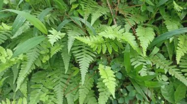 Hidrokotlu meksika, su eğreltiotu, kartal eğreltiotu. nemli yerlerde çimen bitkileri