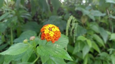 Sarı ve turuncu Lantana Camara L