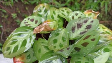 Maranta Leuconeura sırılsıklam.