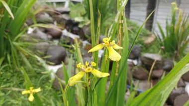 Trimezia steyermarkii Culitved yakın çekim