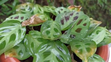 Maranta Leuconeura sırılsıklam.