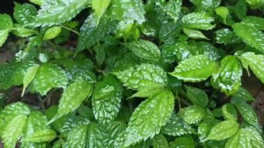 Yumuşak yeşil yapraklı ısırgan otu. Arka plan Bitki Isırganı toprakta yetişir