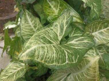 Arrowhead plant or Syngonium podophyllum Schott Araceae clipart