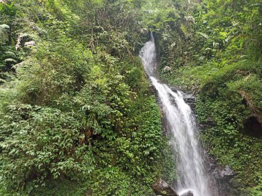 Ormanın ortasında şelale