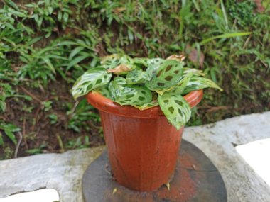 Maranta Leuconeura, yaygın olarak dua tesisi olarak bilinir. Güzel süs bitkisi.