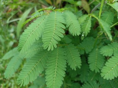 Yeşil bitkilerin çok güzel fotoğrafları.