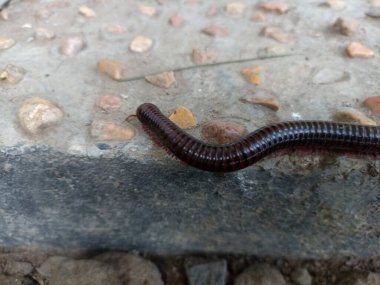 Kaki seribu, bilimsel olarak Diplopoda veya Millepeda (Kırkayak) olarak bilinir. Kırkayak zeminde. Kırkayak duvarda yürüyor. Kırkayak yaklaşıyor.