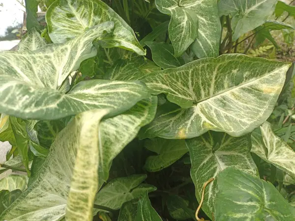 stock image Arrowhead plant or Syngonium podophyllum Schott Araceae