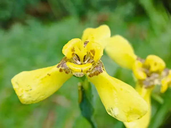 Trimezia steyermarkii Culitved yakın çekim