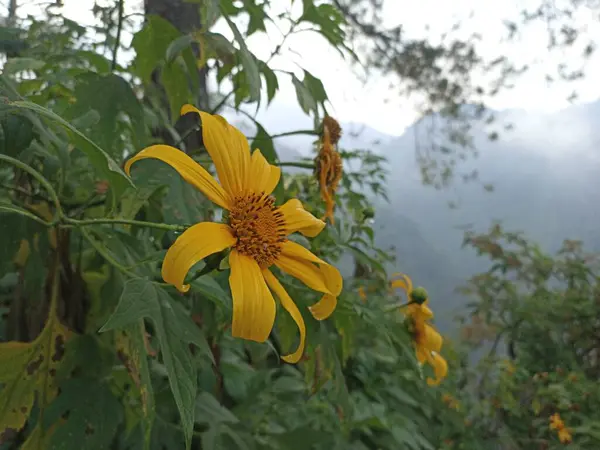 Tithonia 'nın güzel sarı çiçeği veya Meksika ayçiçeği veya kembang bulan, taç yaprakları sarı ve çiçek çekirdeği turuncu.