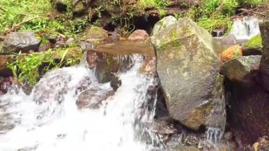 Kristal berrak suyu olan küçük bir dağ nehri. Su yeşil ormanda yosun ile kaplanmış taşların üzerinden akar. Sabah güneşi ağaçların arasından doğar