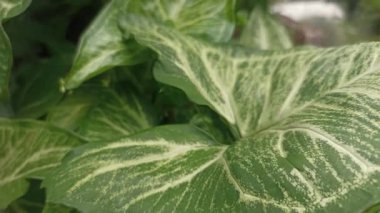 Nehir kıyısındaki ok başı bitkisi veya Syngonium podophyllum Schott Araceae