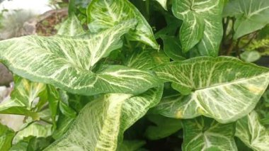 Nehir kıyısındaki ok başı bitkisi veya Syngonium podophyllum Schott Araceae