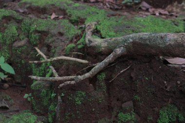 Ağaç kökleri etrafında büyüyen yosun.