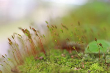 Taze yosun makro fotoğrafı
