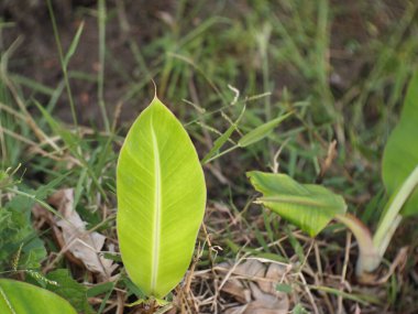 Danun taze taze muzlar