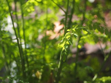 Moringa oleifera bitkisi, Moringa yaprakları, bitkisel ilaç olarak kullanılabilen güçlü bir antioksidan olan Quercetin içerir..