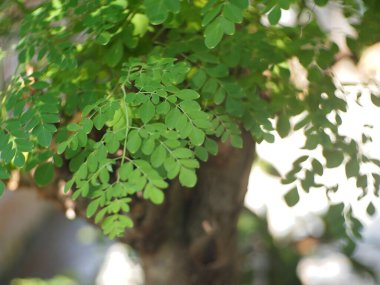 Moringa oleifera bitkisi, Moringa yaprakları, bitkisel ilaç olarak kullanılabilen güçlü bir antioksidan olan Quercetin içerir..