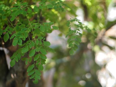 Moringa oleifera bitkisi, Moringa yaprakları, bitkisel ilaç olarak kullanılabilen güçlü bir antioksidan olan Quercetin içerir..