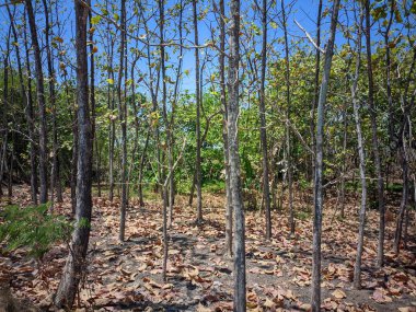 Kurak mevsimde meşe ormanının durumu