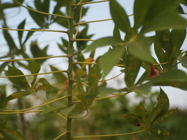 Cassava sapı veya Manihot esculenta kapatın