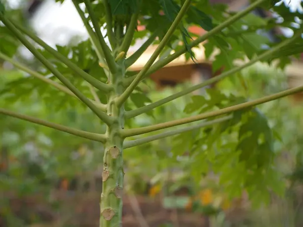 Papaya bitki sapını kapatın. Carica papaya sapı