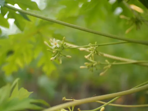 Papaya bitkisinin çiçeklerini kapatın. Carica papaya çiçeği