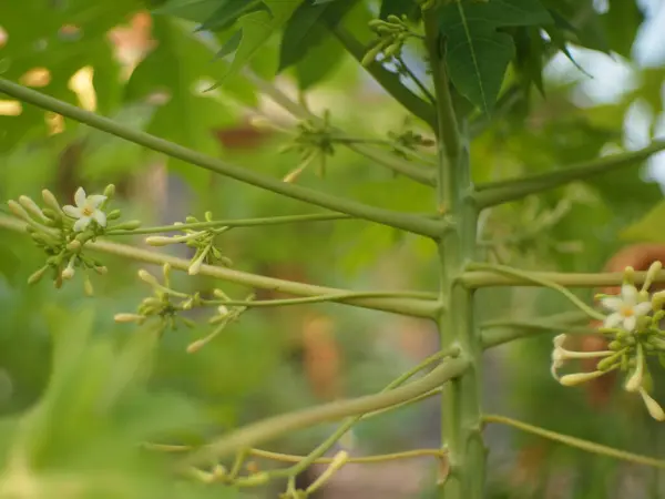 Papaya bitkisinin çiçeklerini kapatın. Carica papaya çiçeği