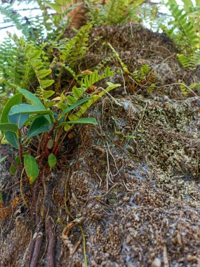 Ağaç gövdelerinde sürünen küçük parazitler.