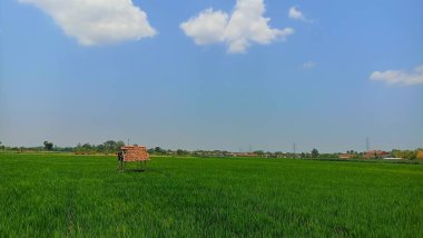Saung, pirinç tarlalarının ortasında dinlenmek için açık bir gökyüzü olan bir yerdir.