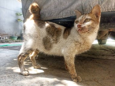 Hasta beyaz bir kedi. Hastalıklı bir yayın balığı ağzından mukus salgılar.