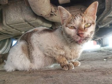 Hasta beyaz bir kedi. Hastalıklı bir yayın balığı ağzından mukus salgılar.