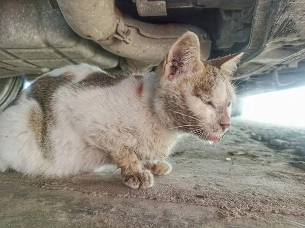 Hasta beyaz bir kedi. Hastalıklı bir yayın balığı ağzından mukus salgılar.