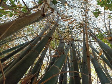 Bambu fotoğrafının alttaki açısı