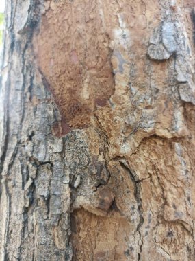 Ağaç kabuğu yaklaş. Aşağıdaki meleğin ağaç gövdesinin makro fotoğrafı. 