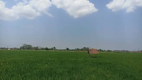 Saung, pirinç tarlalarının ortasında dinlenmek için açık bir gökyüzü olan bir yerdir.
