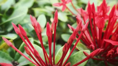 Polyalthia longifolia çiçekleri. Ashoka Çiçekleri