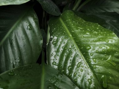 Anthurium jenmanii suya batırılmış. Anthurium jenmanii, kapat.