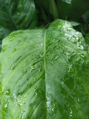 Anthurium jenmanii suya batırılmış. Anthurium jenmanii, kapat.