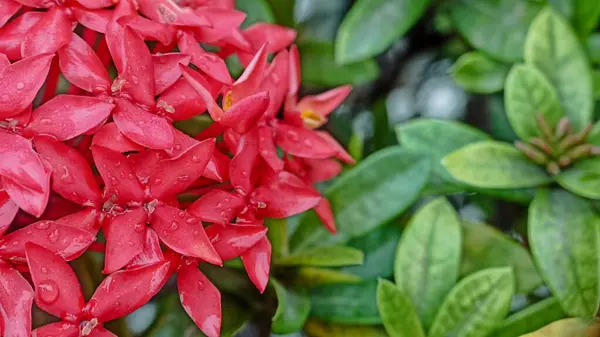 Polyalthia longifolia çiçekleri. Ashoka Çiçekleri