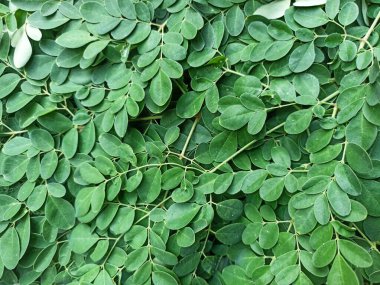 Moringa yaprağı arka planı. Moringa oleifera bitkisel ilaç 